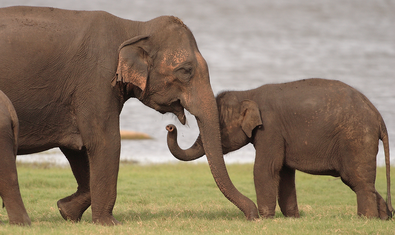 Elephant Watching