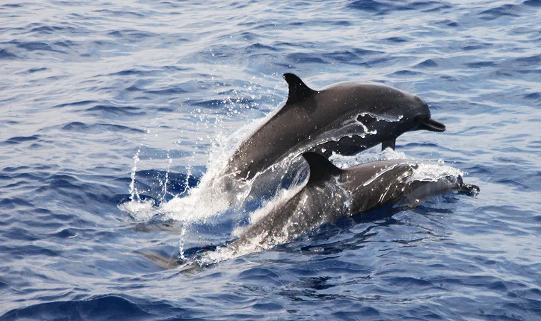 Whale & Dolphin Watching