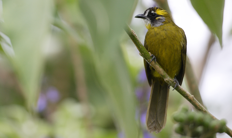 Bird Watching