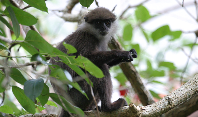 Primates Watching