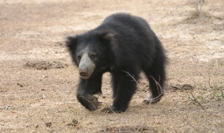Sloth Bear Watching