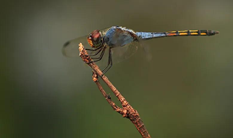 Dragonfly Watching
