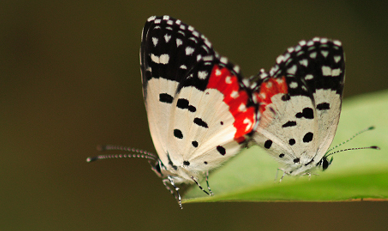 Butterfly Watching