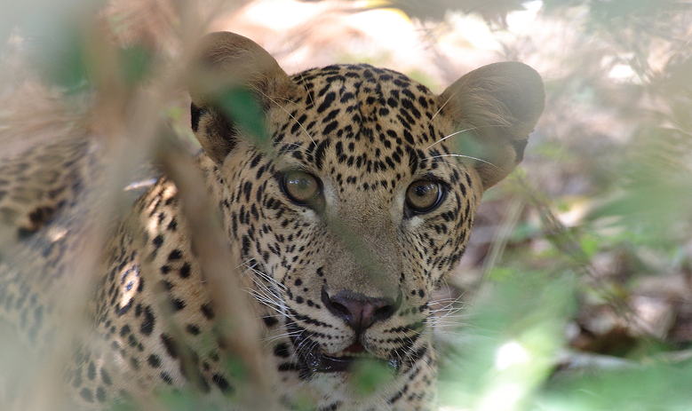 Leopard Watching
