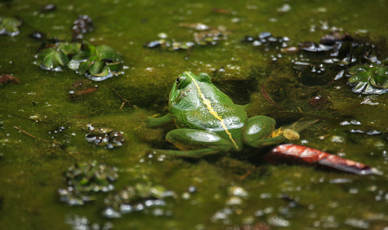 Frog Watching