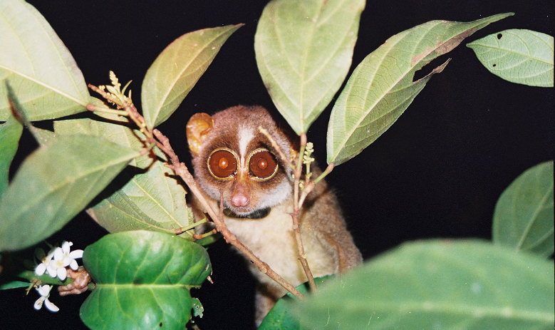 Loris Watching