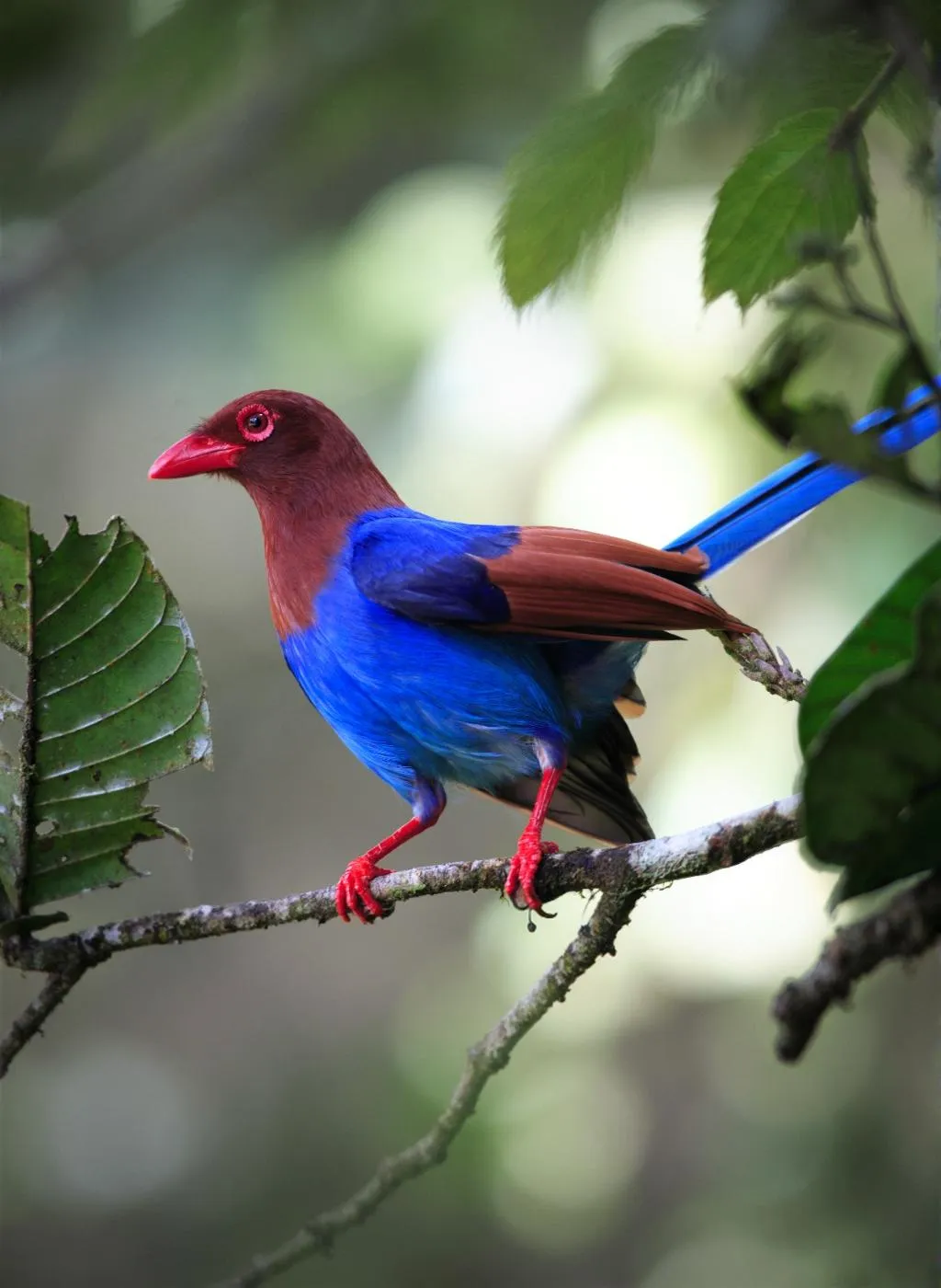 Off-Grid Adventure – Sri Lanka Unseen