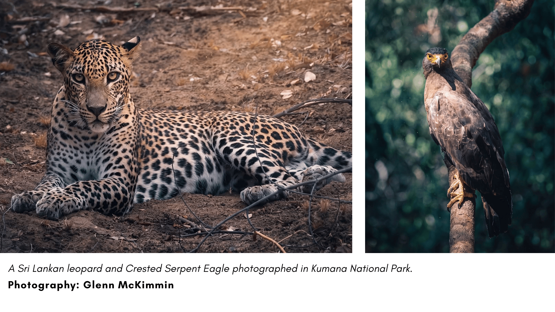 A Sri Lankan leopard and Crested Serpent Eagle photographed during the group’s wildlife sessions in Kumana National Park.