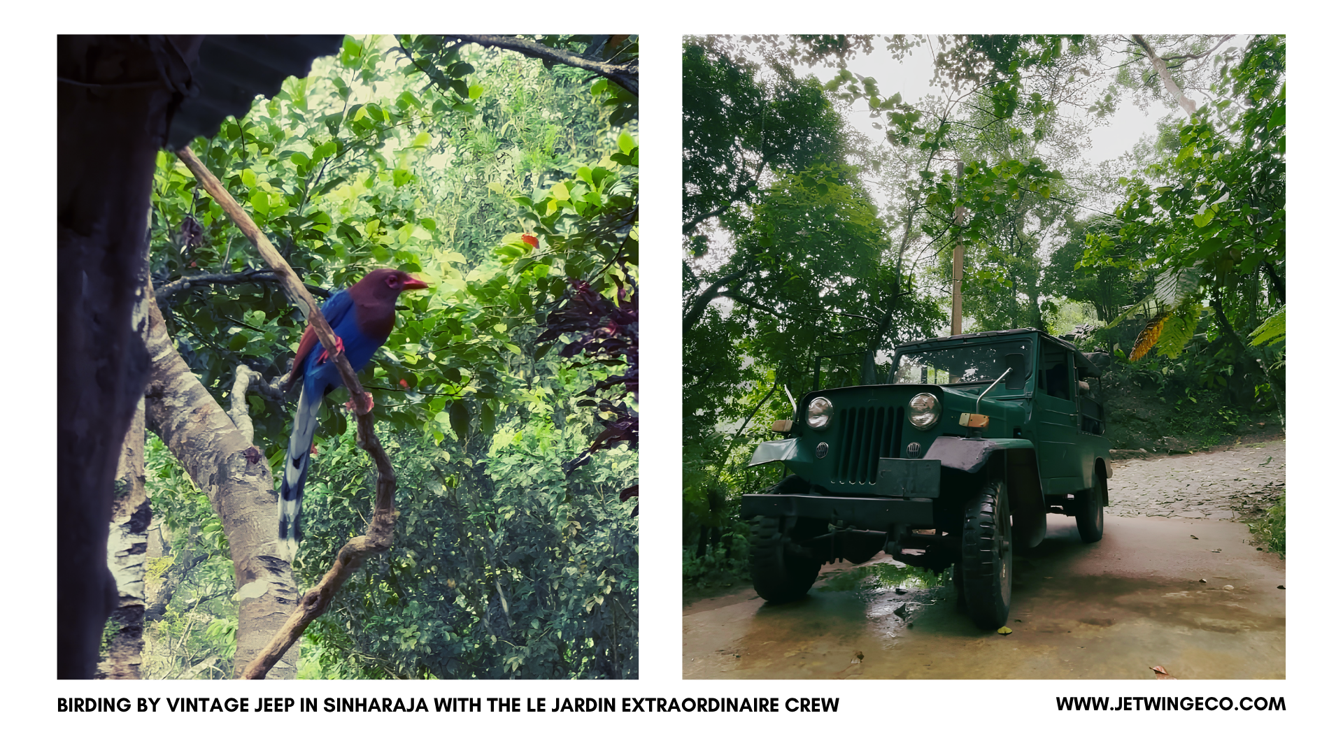 Vintage four-wheel-drive Jeep used during the RTBF birding expedition around Sinharaja with a Sri Lanka Blue-Magpie
