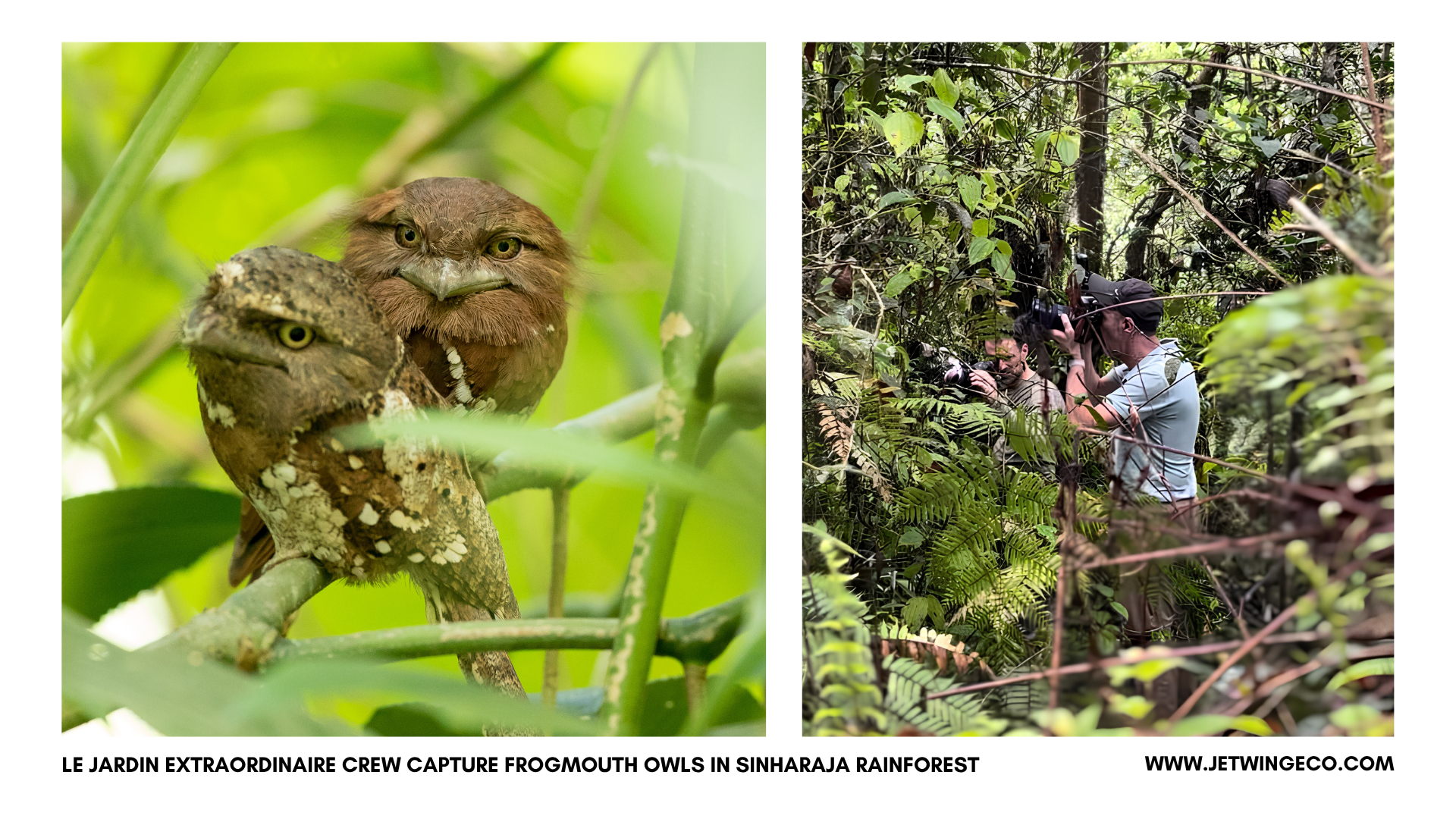 Le Jardin Extraordinaire crew filming a pair of Sri Lanka Frogmouths at a daytime roost near Sinharaja