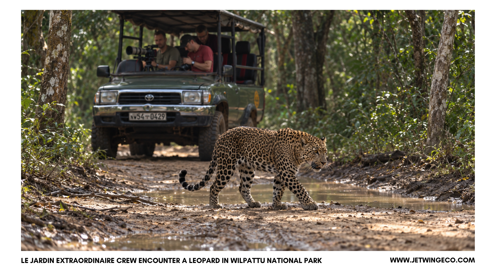Sri Lankan leopard walking along a forest track with the Le Jardin Extraordinaire film crew behind in Wilpattu National Park