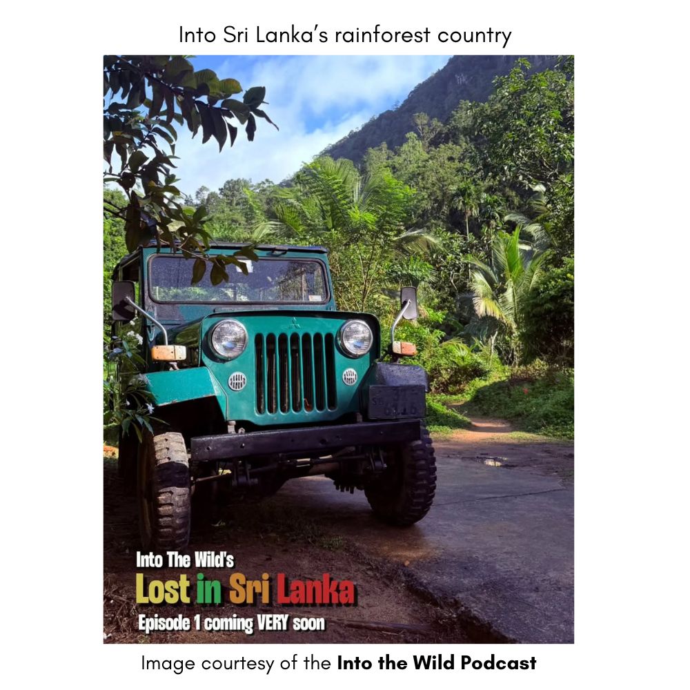 wildlife-jeep-sri-lanka.jpg Vintage jeep used during birding and wildlife excursions near Sinharaja Rainforest Reserve in Sri Lanka